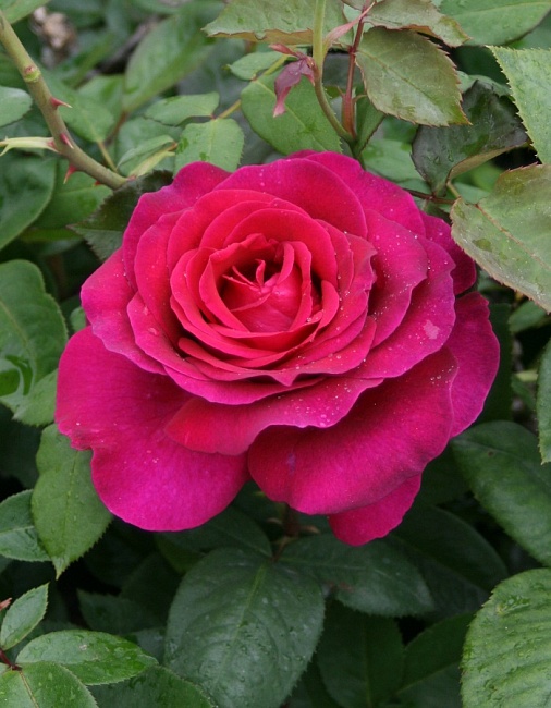 Роза чайно-гибридная Биг Перпл 1 шт 